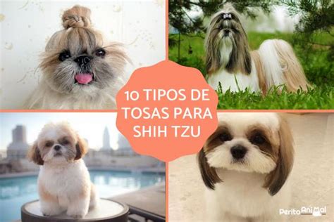 tipos de tosas para shih tzu